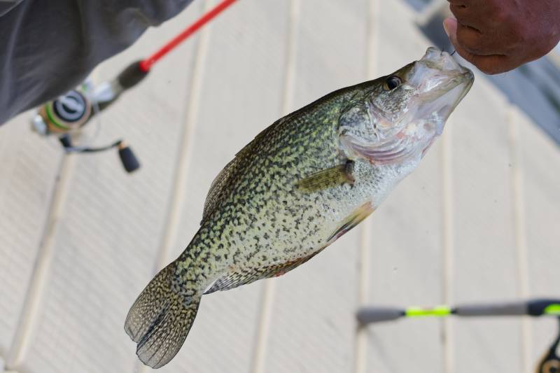Black crappie in Williamsburg