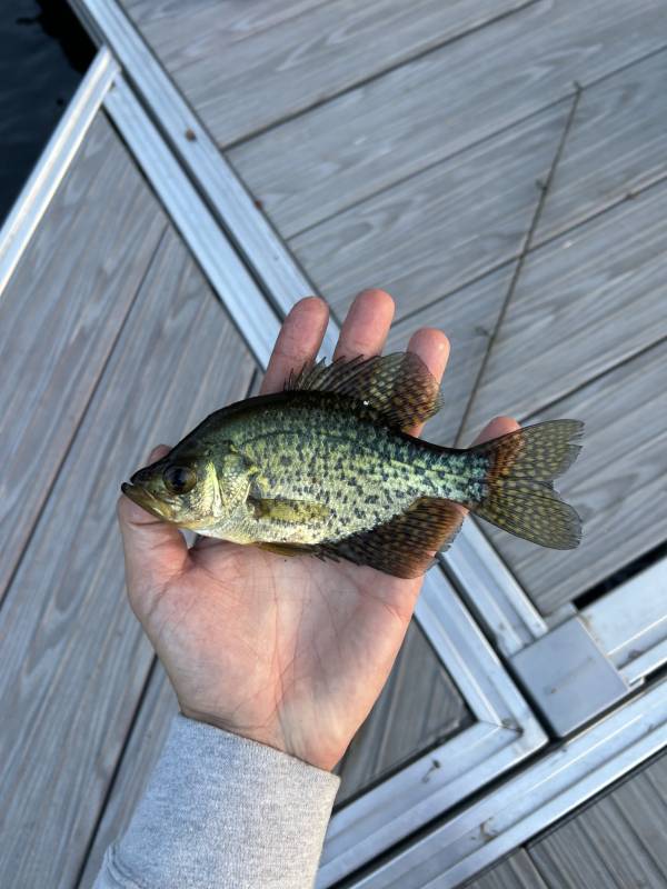 Black crappie in Village of Frankfort