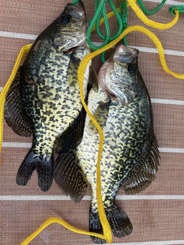 Black crappie in Minnesota