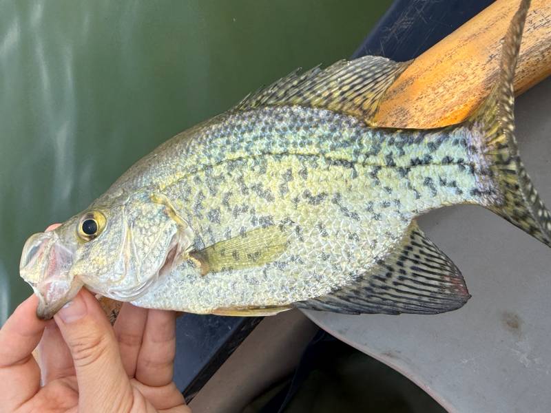 Black crappie in Village of Dryden