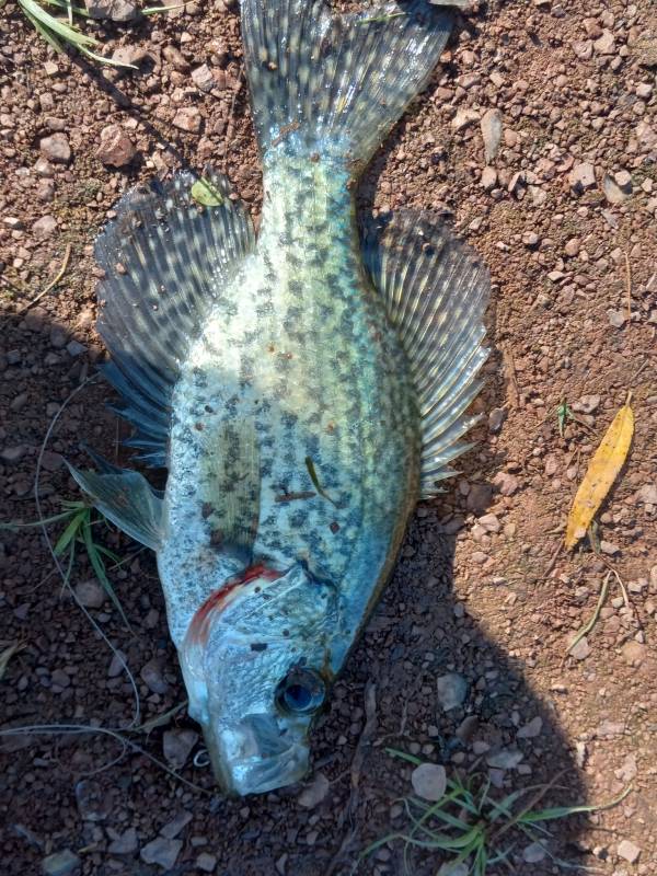 Black crappie in Wind Gap