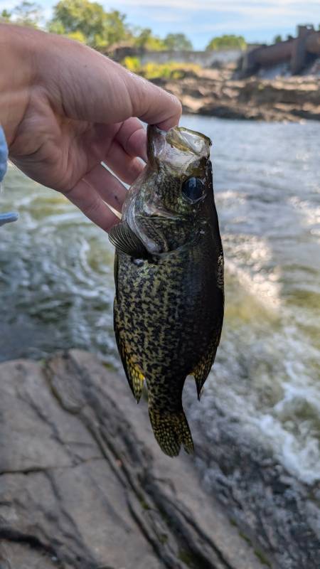 Black crappie in Connecticut River