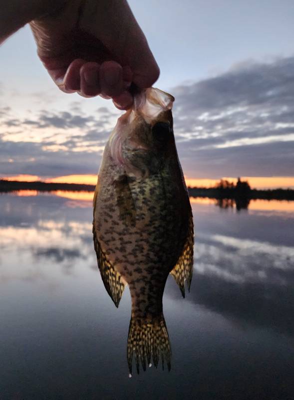 Black crappie in Wisconsin