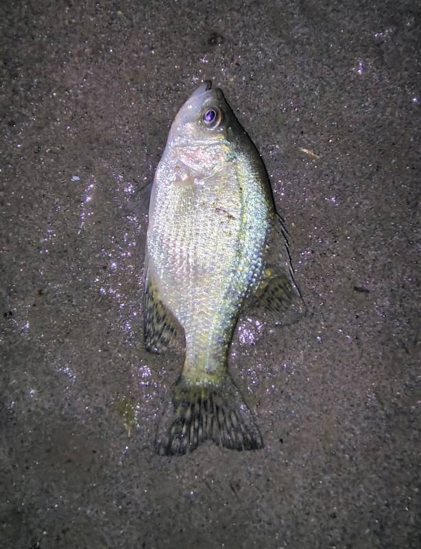 Black crappie in Nederland