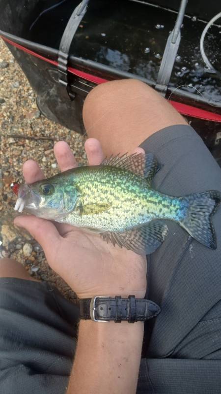 Black crappie in Marshall