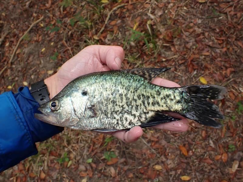 Black crappie in Texas