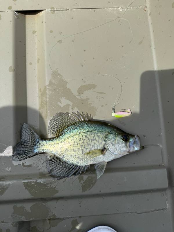 Black crappie in Wind Gap