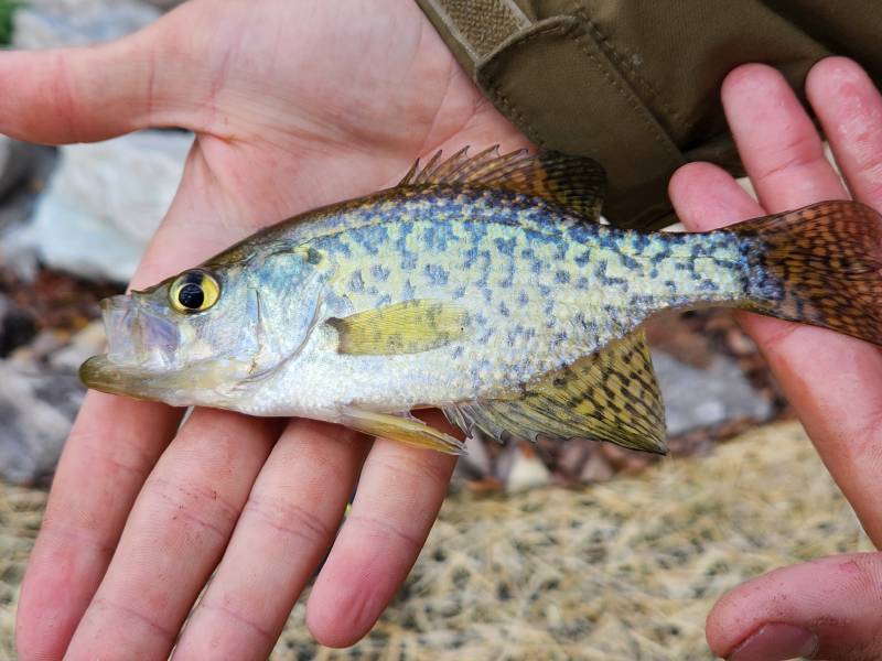 Black crappie in Fox Lake