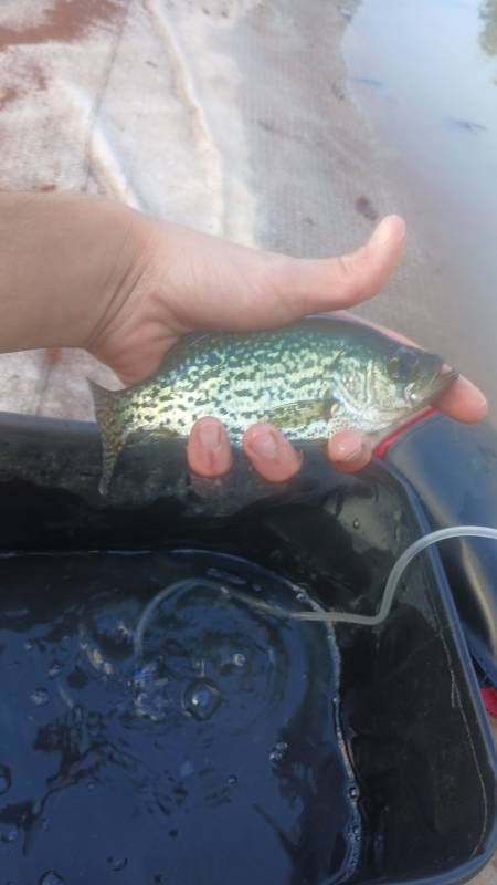Black crappie in Marshall