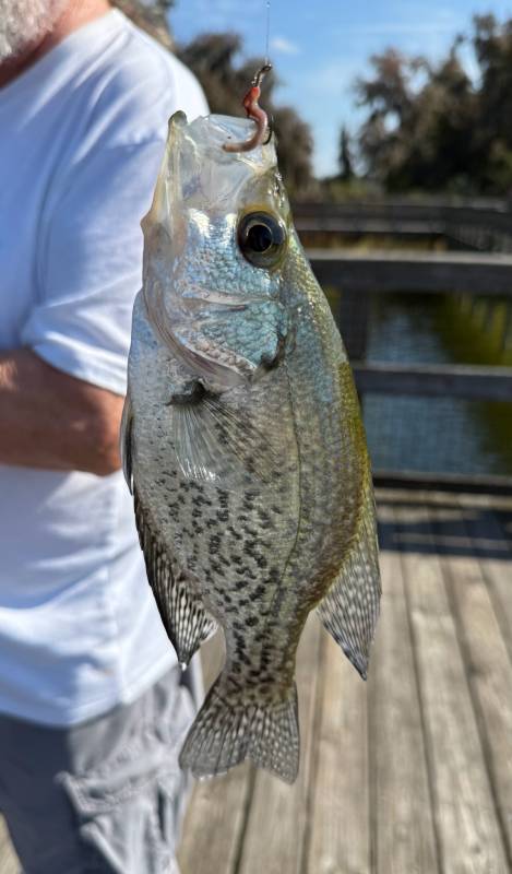 Black crappie in Keystone Heights