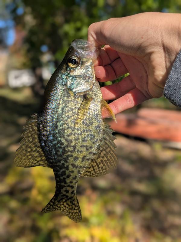 Black crappie in Detroit