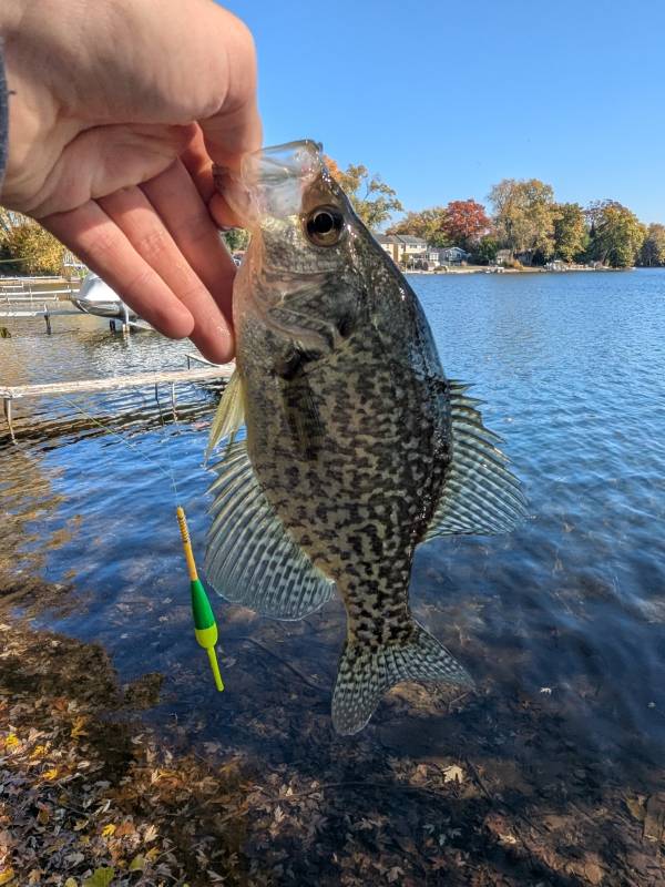 Black crappie in Detroit