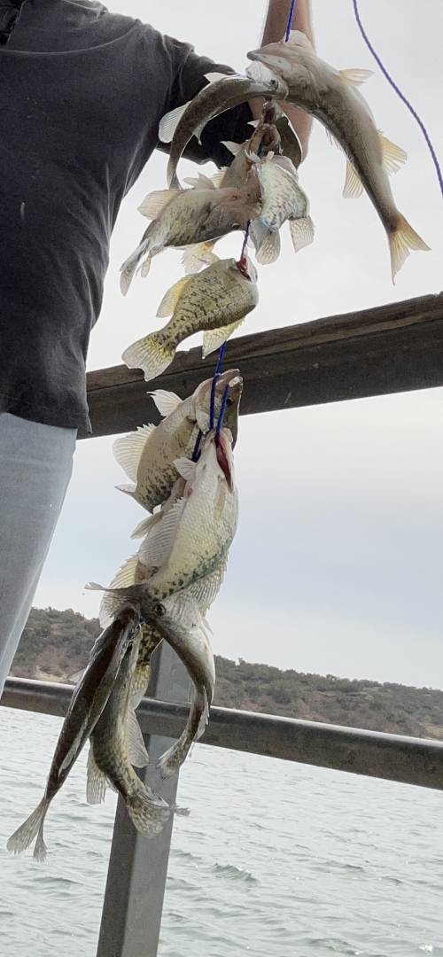 White crappie in Texas