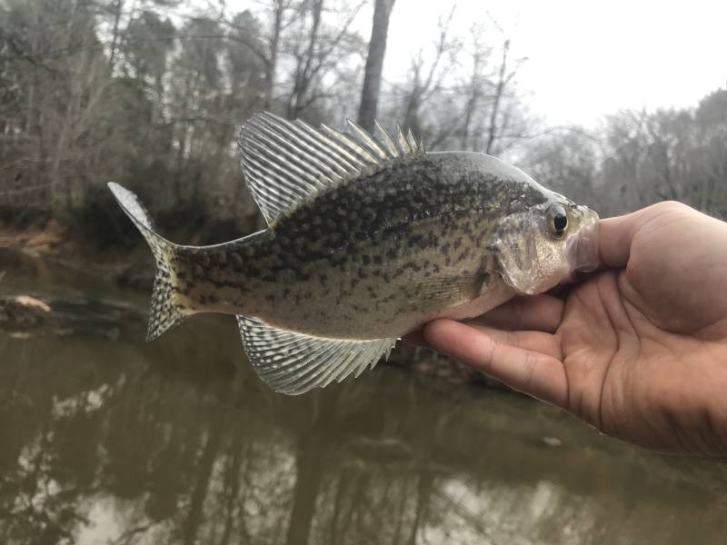 Black crappie in Gibsonville