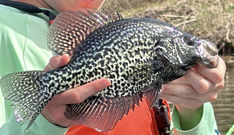 Black crappie in Oklahoma
