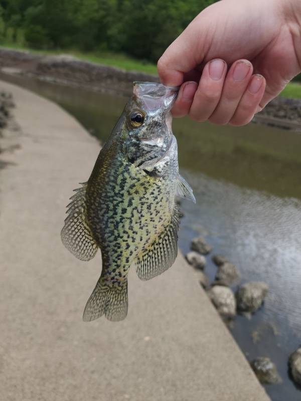 Black crappie in Sharonville