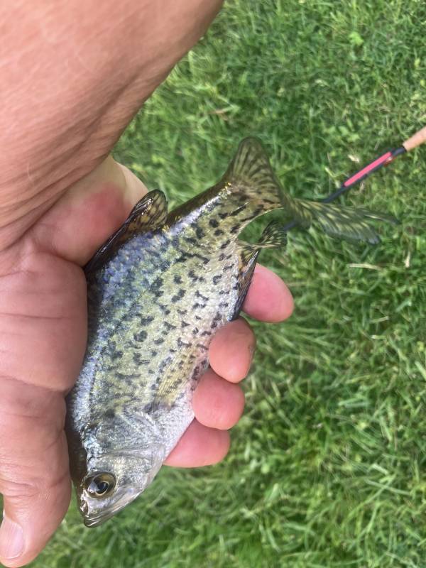 Black crappie in Wadsworth
