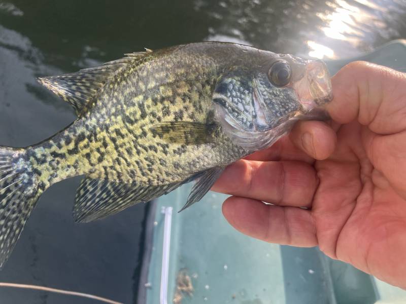 Black crappie in Oberlin