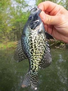 Black crappie in Wisconsin