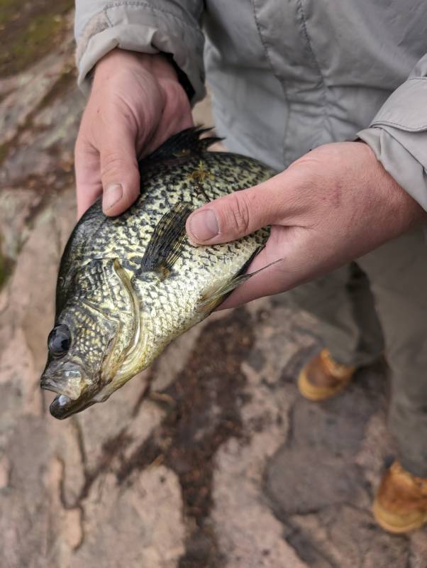 Black crappie in Lake County
