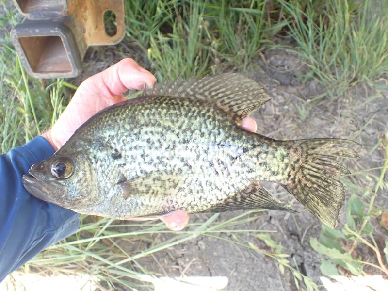 Black crappie in Port Lavaca