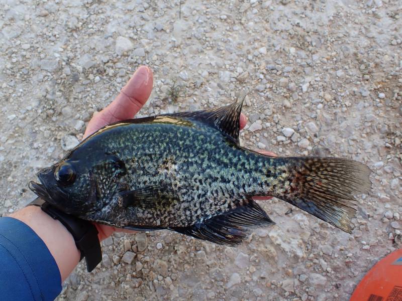Black crappie in Port Lavaca