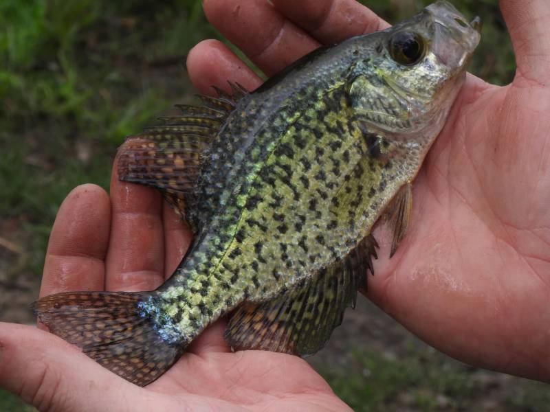 Black crappie in Hoffman Estates