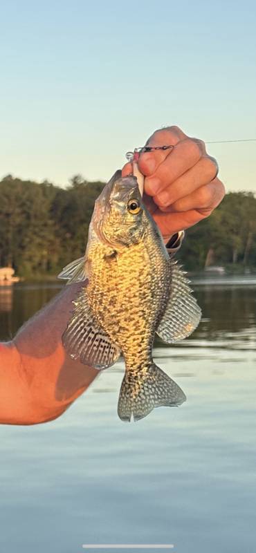 Black crappie in Wisconsin