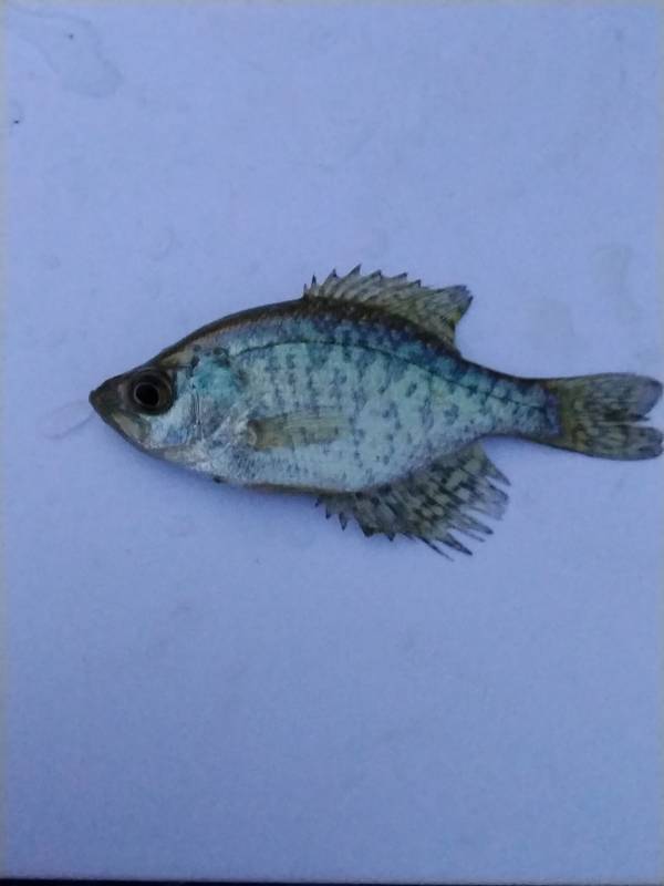 Black crappie in Lyons