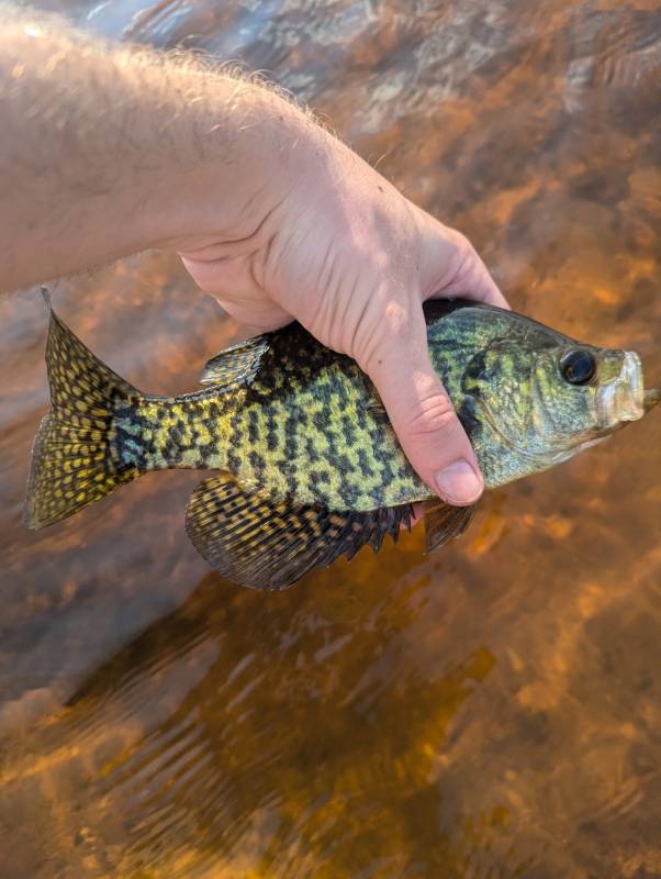 Black crappie in Roosevelt