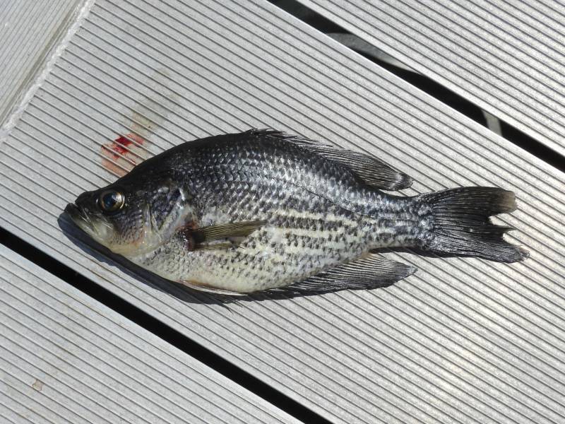 Black crappie in Pahokee