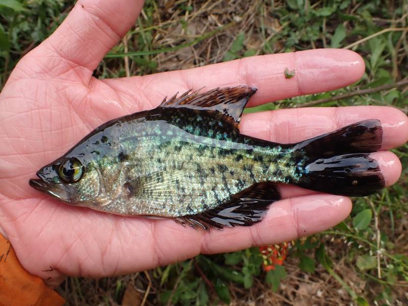 Black crappie in Goodrich