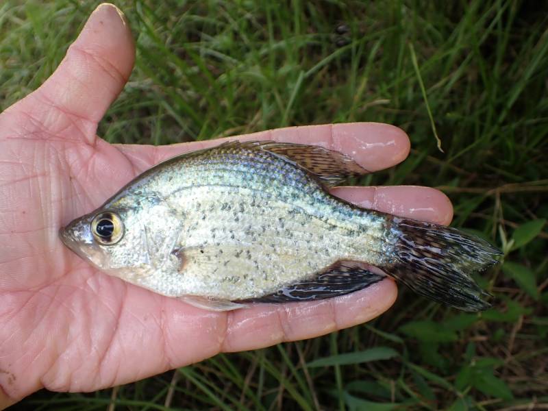 Black crappie in Montgomery County