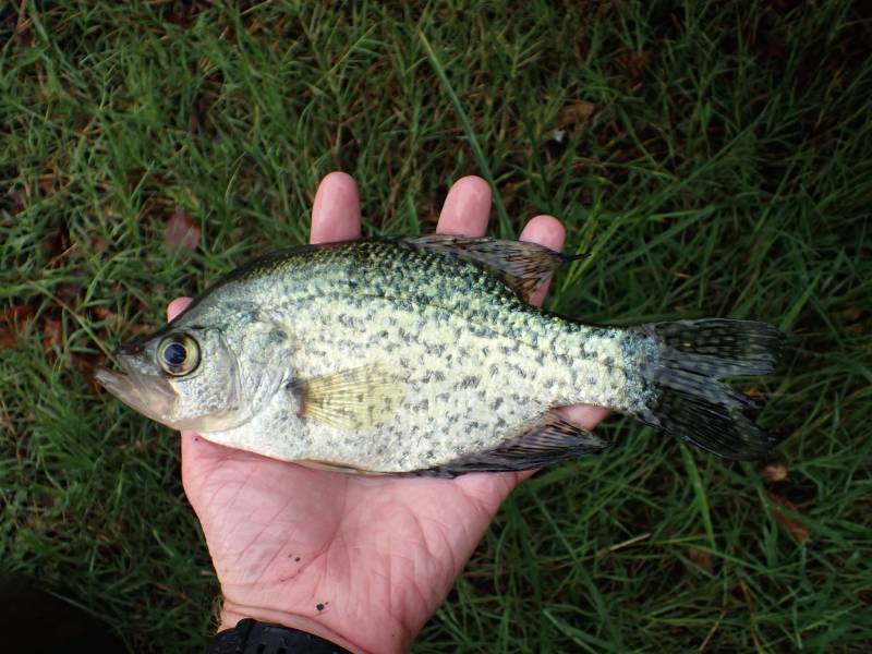 Black crappie in Montgomery County