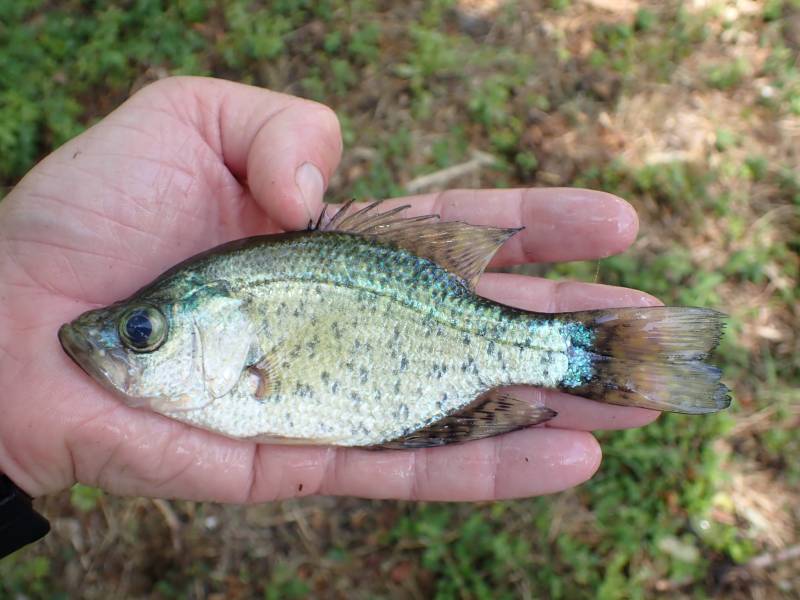 Black crappie in New Waverly