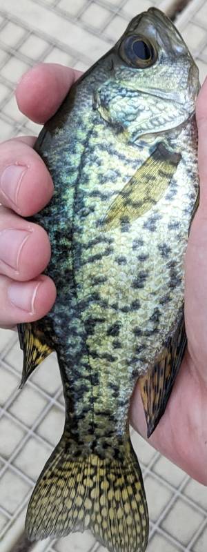 Black crappie in Gaines