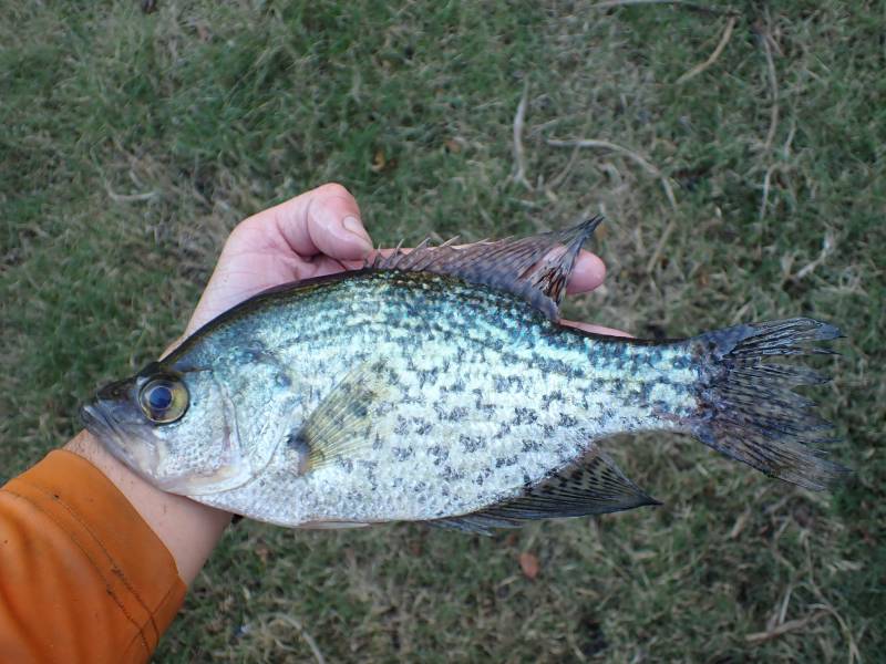 Black crappie in La Grange