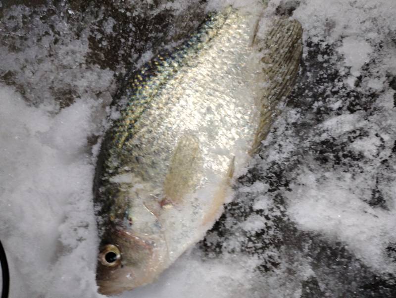 Black crappie in Wausau