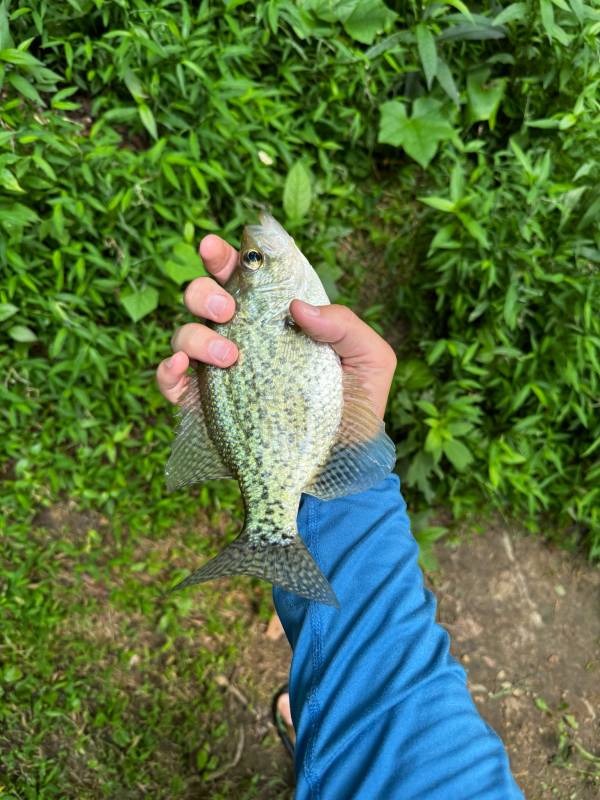 Black crappie in Georgia
