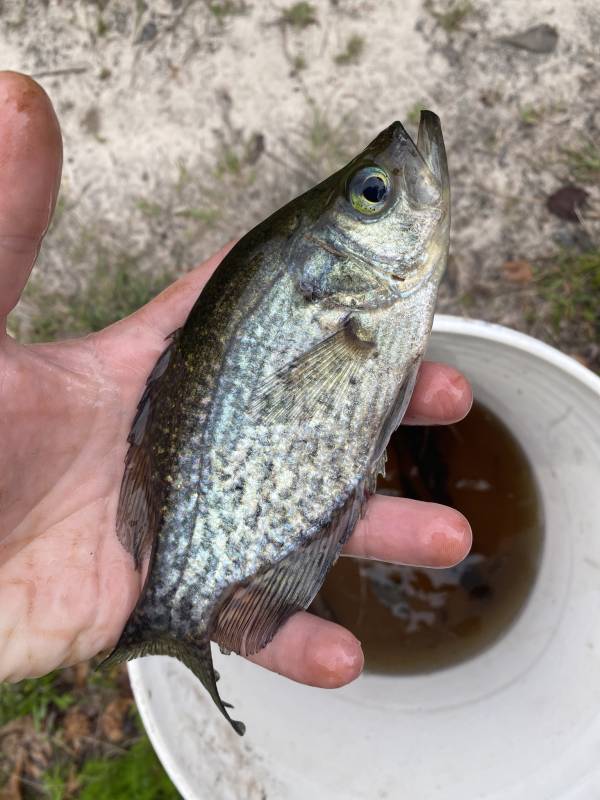 Black crappie in Hinesville
