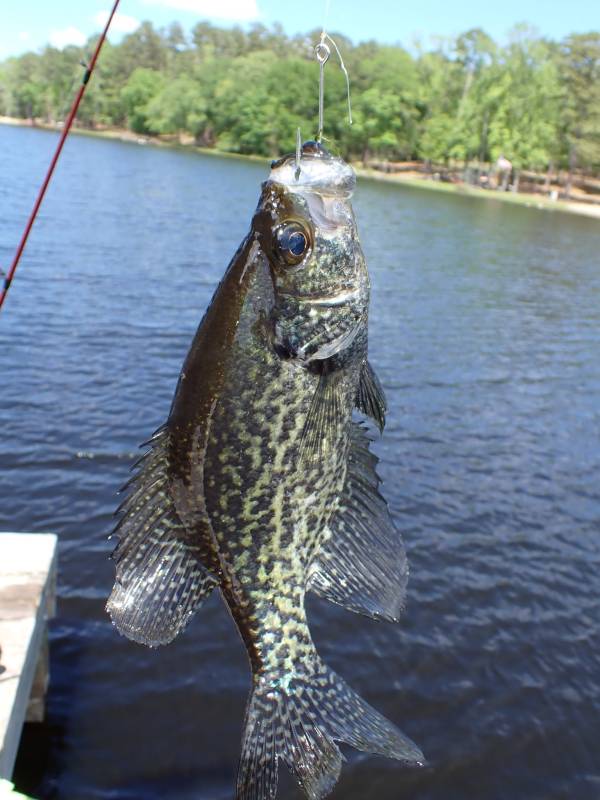 Black crappie in Rocky Mound