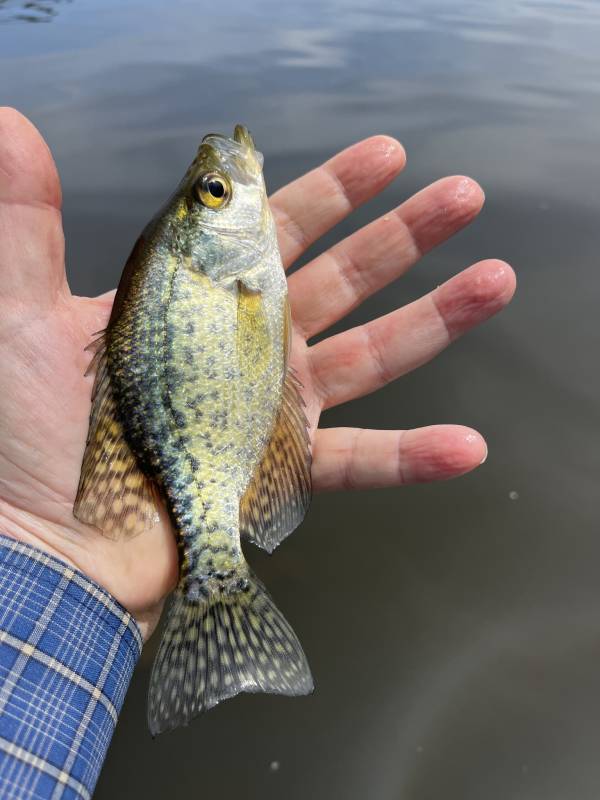 Black crappie in Struthers