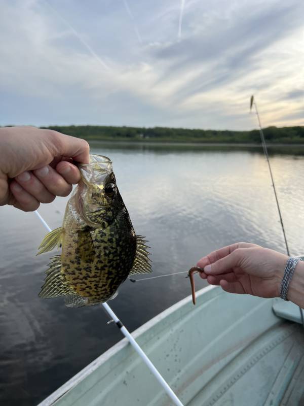 Black crappie in Bergenfield