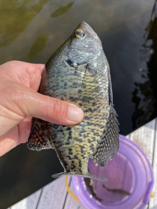 Black crappie in Wisconsin