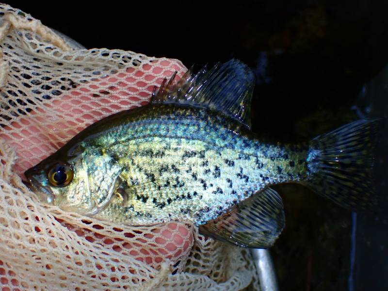 Black crappie in Roosevelt
