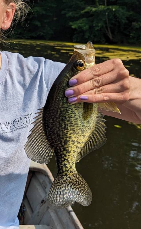 Black crappie in Springfield
