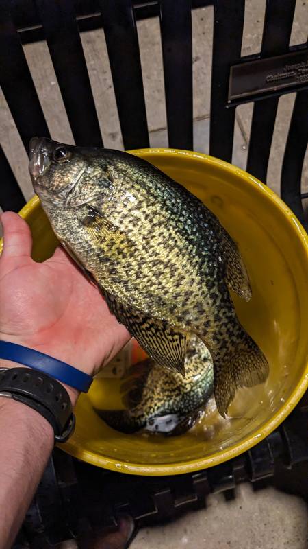 Black crappie in New Berlin