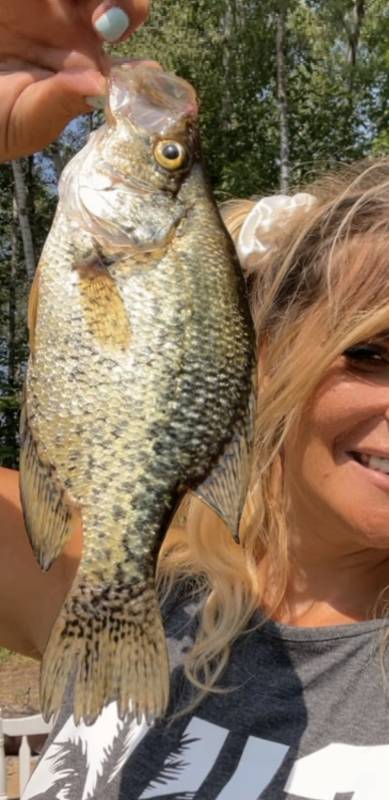 Black crappie in Minnesota
