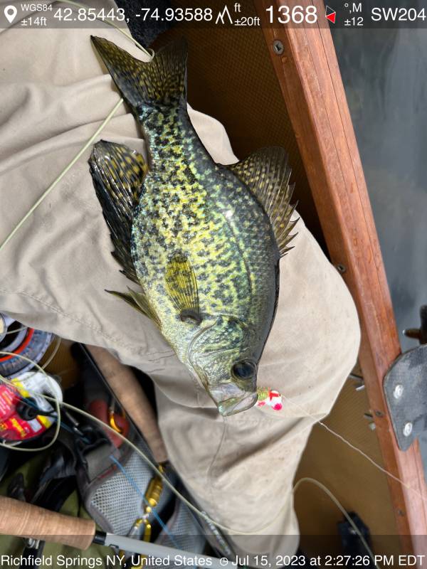 Black crappie in Village of Clinton