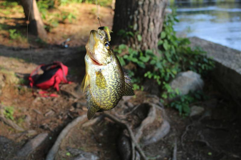 Black crappie in Lawrence